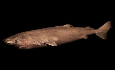Длиннорылая полярная акула