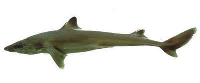 Длинношипая (малая) колючая акула