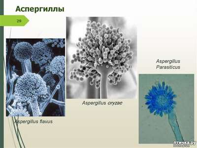 Аспергиллотоксикоз (Плесневые грибки)