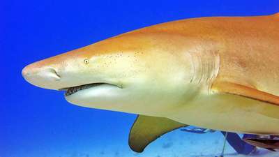 Жёлтая остроносая акула