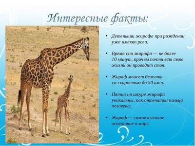 Интересные факты о жирафах