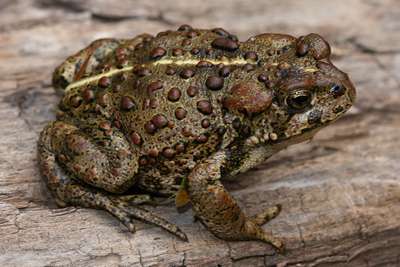 Западноамериканская жаба