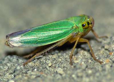Зелёная цикадка