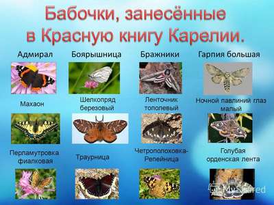 Исчезающие бабочки, занесенные в Красную книгу страны