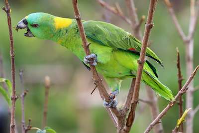 Зелёный paкетохвостый попугай
