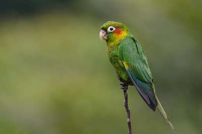 Желтокрылый краснохвостый попугай