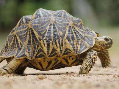 Индийская черепаха