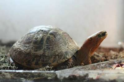 Индокитайская шарнирная черепаха