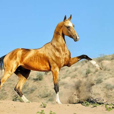 Конь-легенда: пять побед ахалтекинца