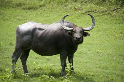 Азиатский буйвол