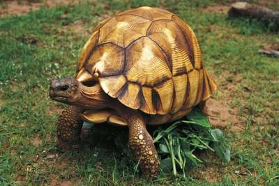 Мадагаскарская клювогрудая черепаха