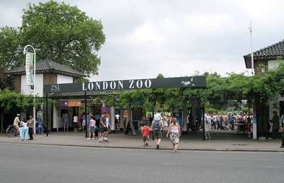 Лондонский зоопарк – старейший зоопарк мира