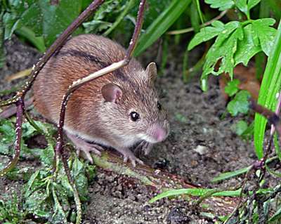 Мышовка казбегская