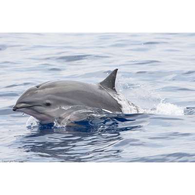 Малайзийский дельфин