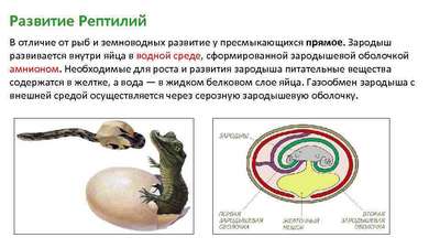 Задержка яйцекладки (Дистоция у рептилий)