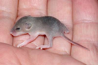 Карликовая мышь