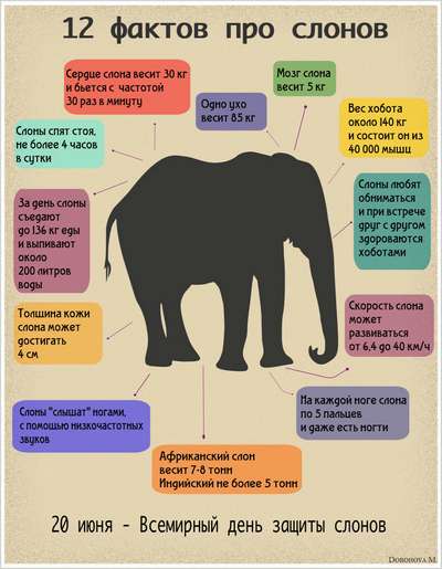 Одиннадцать малоизвестных фактов о слонах