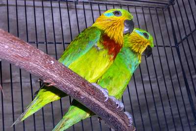 Карликовый попугай Сальвадори