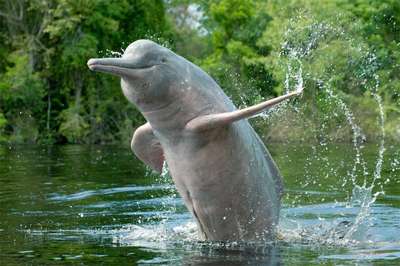Китайский дельфин