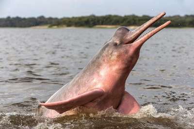Амaзoнский дельфин