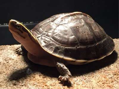 Амбоинская шарнирная черепаха