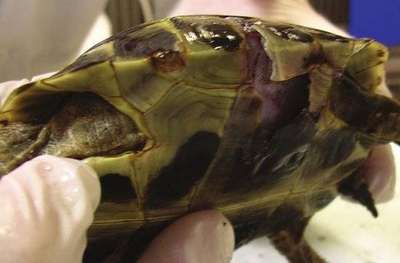Травма панциря у черепах (Перелом панциря)
