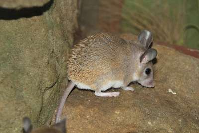 Малоазиатская мышь