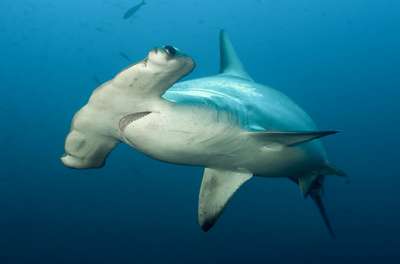 Малоглазая гигантская акула-молот