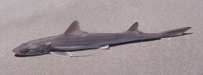 Американская кунья акула