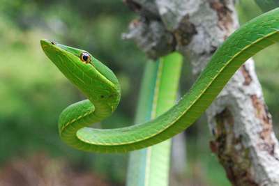 Мексиканская остроголовая змея