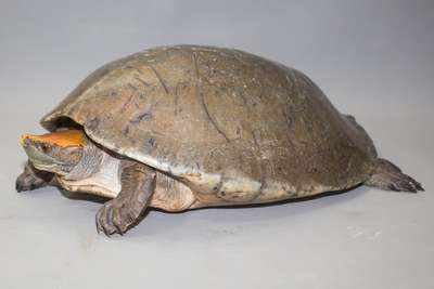 Мексиканская черепаха