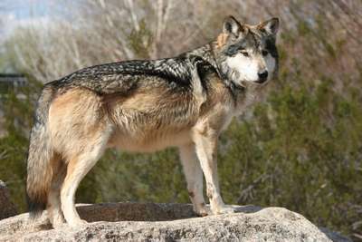 Мексиканский волк
