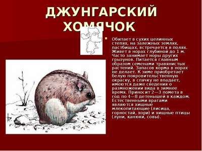 По страницам Красной книги страны: грызуны