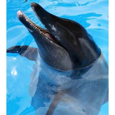 Крупнозубый дельфин