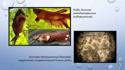 Туберкулез (Микобактериоз) у рыб