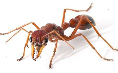 Красный муравей-бульдог