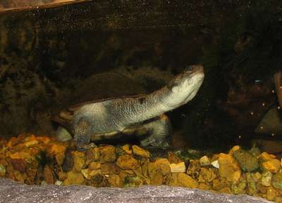 Новогвинейская змеиношеяя черепаха