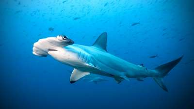 Обыкновенная акула-молот
