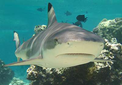 Обыкновенная серая акула