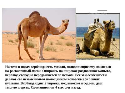 Верблюд: экстремальный аскет пустыни