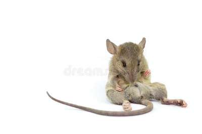 Мыши и крысы Нового света