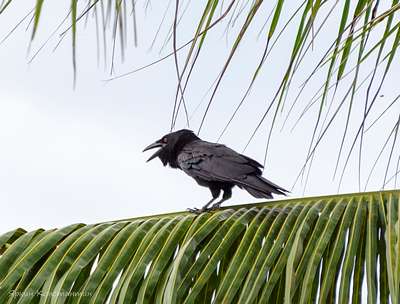 Пальмовый ворон