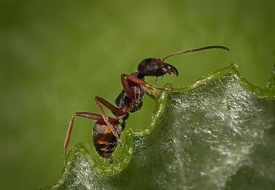 Обыкновенный тонкоголовый муравей