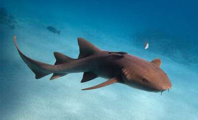 Ржавая акула-нянька