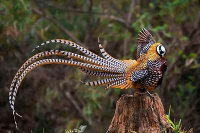 Пёстрый китайский фазан