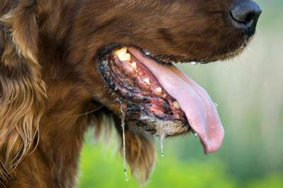 Стоматит (Воспаление рта) у собак