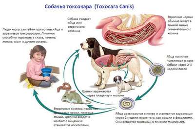 Токсокароз у собак