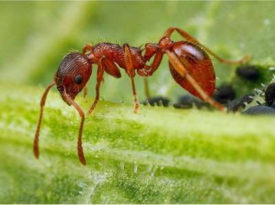 Рыжий лесной муравей