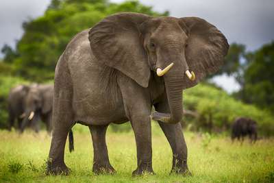 Саванный слон