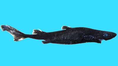 Африканская чёрная акула